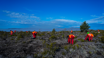 Detalle de arbustos y trabajadores reforestando.