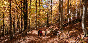 Maceira (Pontevedra) Personas paseando por un bosque.