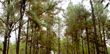 Plano contrapicado de copas de &aacute;rboles.